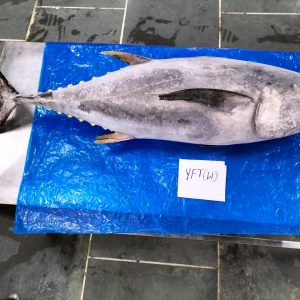 Yellow Fin Tuna (Thunnus albacares)